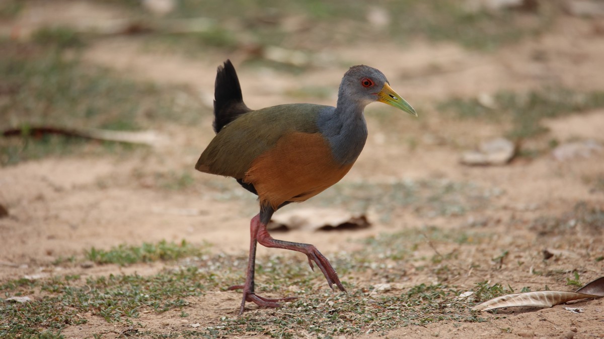 Gray-cowled Wood-Rail - ML473466441