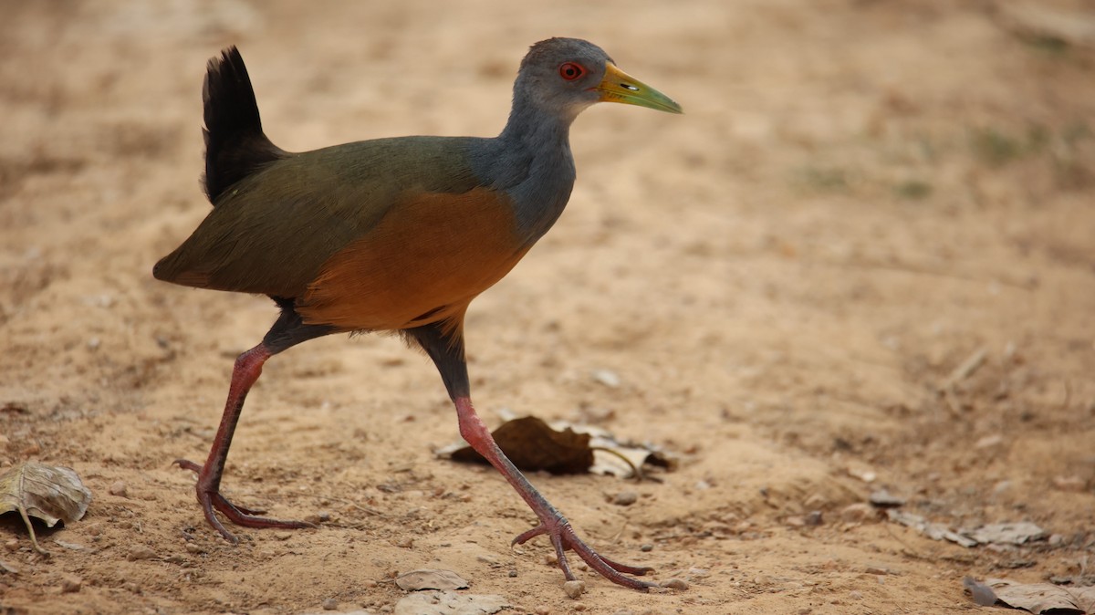 Gray-cowled Wood-Rail - ML473466471