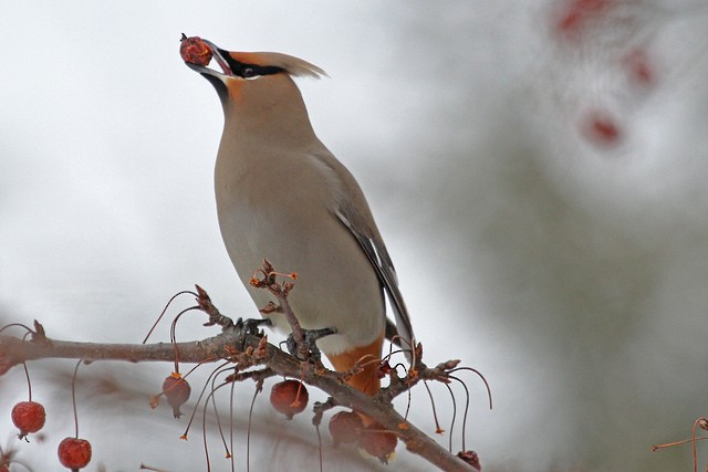 Bohemian Waxwing - ML47346711