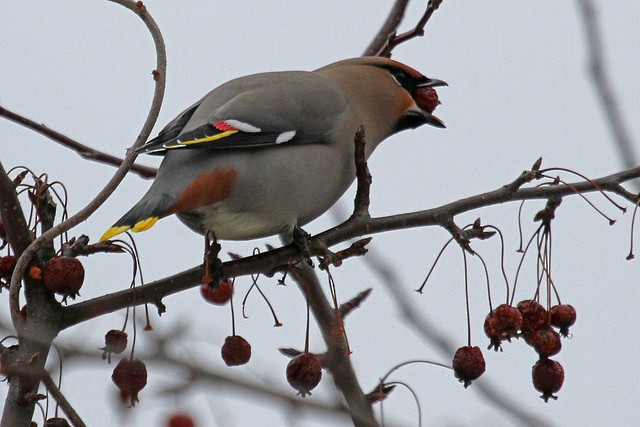 Bohemian Waxwing - ML47346721