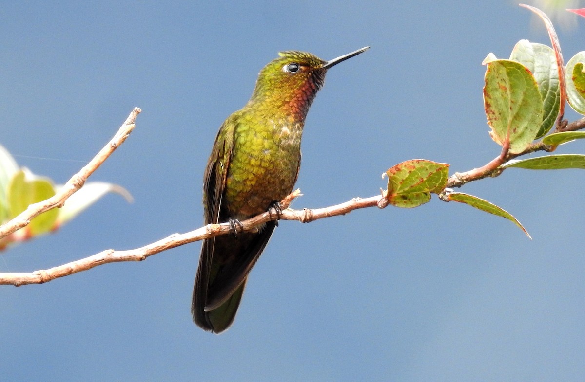 kolibřík rudohrdlý - ML473467231