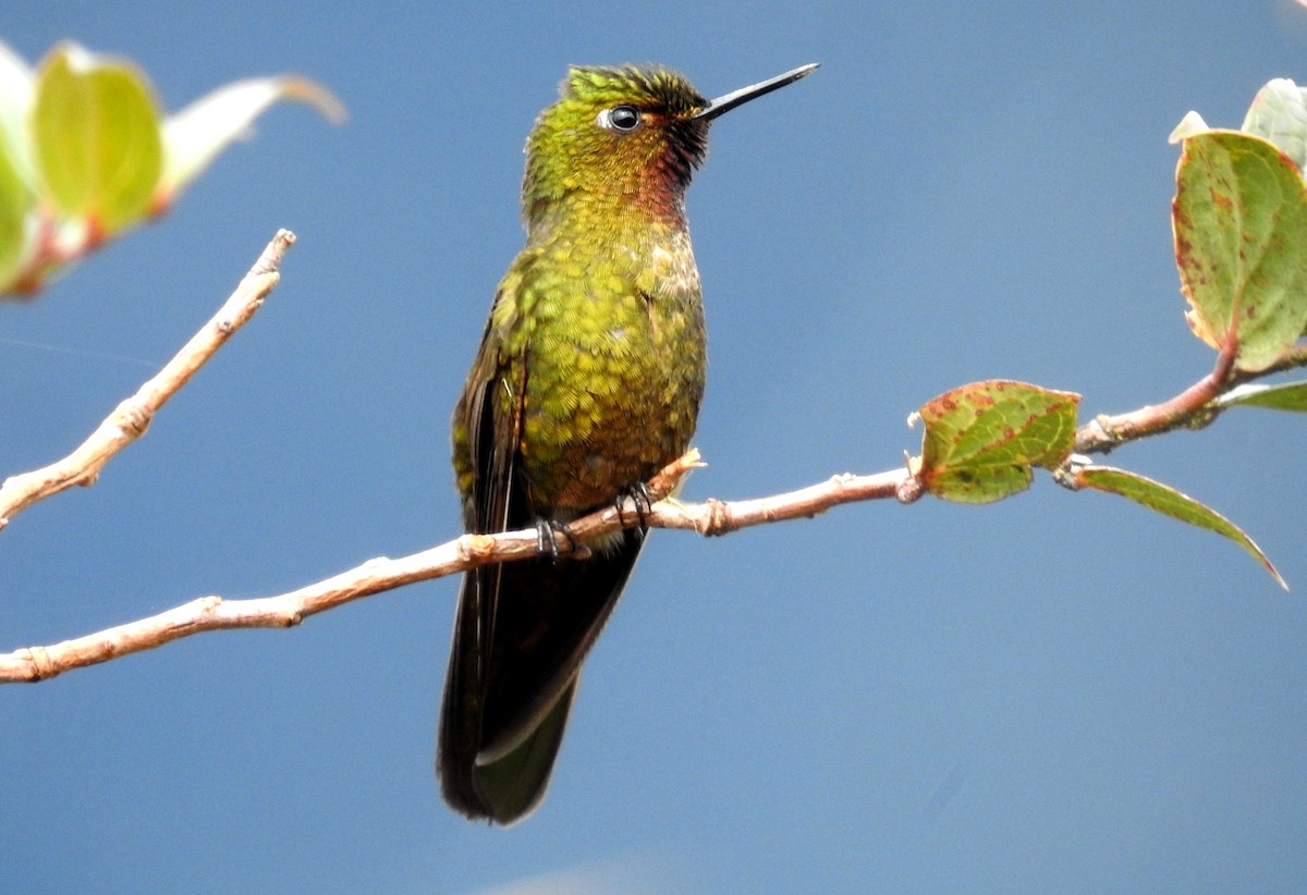 kolibřík rudohrdlý - ML473467241