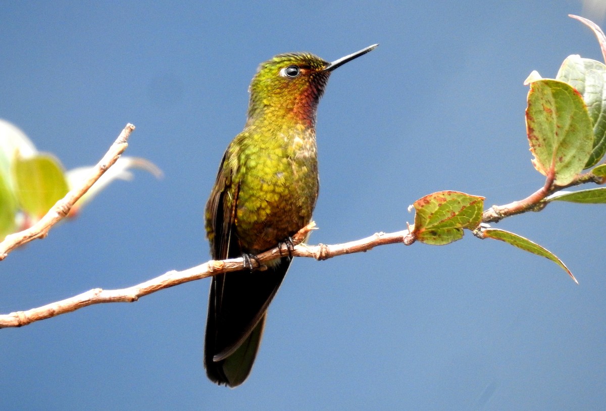 kolibřík rudohrdlý - ML473467251