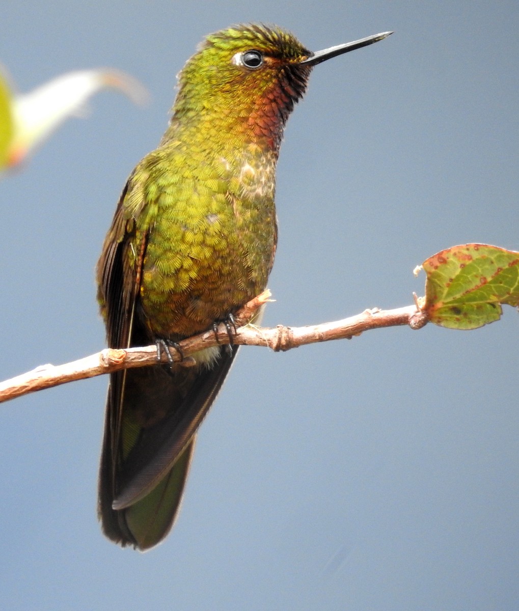 kolibřík rudohrdlý - ML473467261