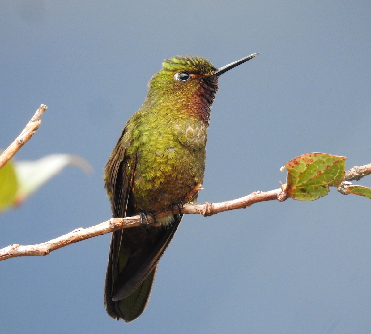 kolibřík rudohrdlý - ML473467271