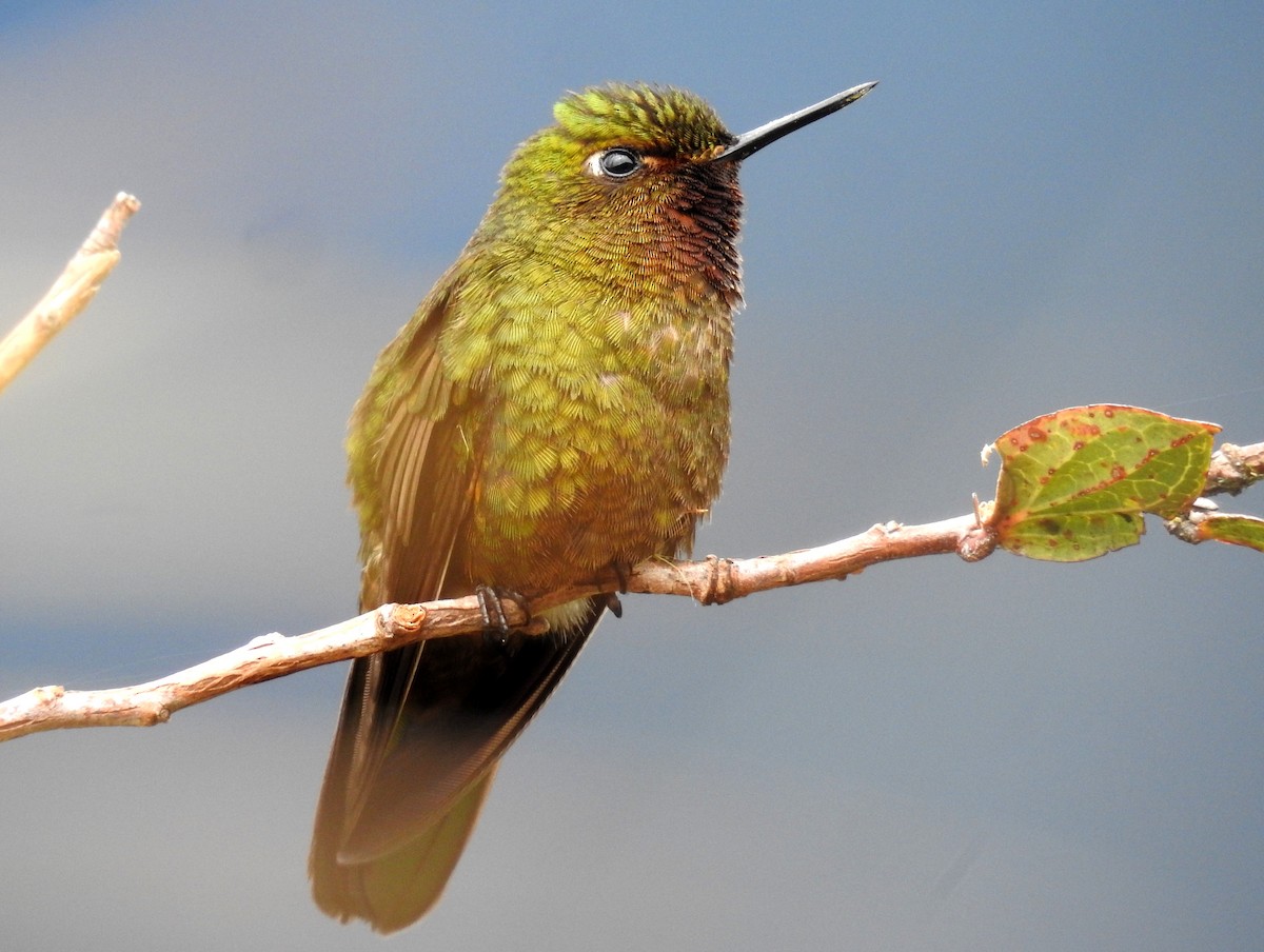kolibřík rudohrdlý - ML473467281