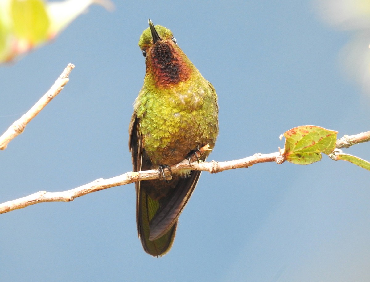 kolibřík rudohrdlý - ML473467291