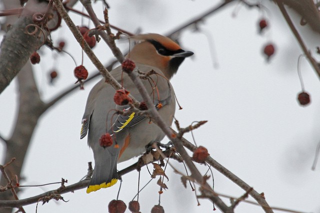 Bohemian Waxwing - ML47346741