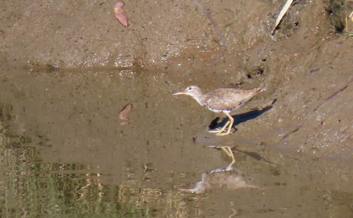 Spotted Sandpiper - ML473471331