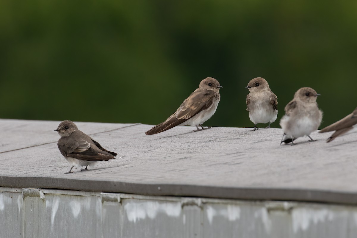 Northern Rough-winged Swallow - ML473472181