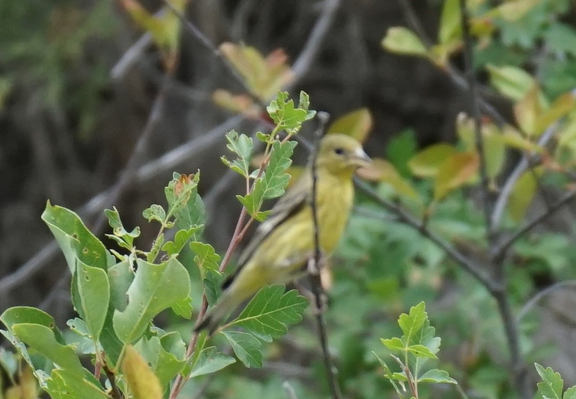 Lesser Goldfinch - ML473472501