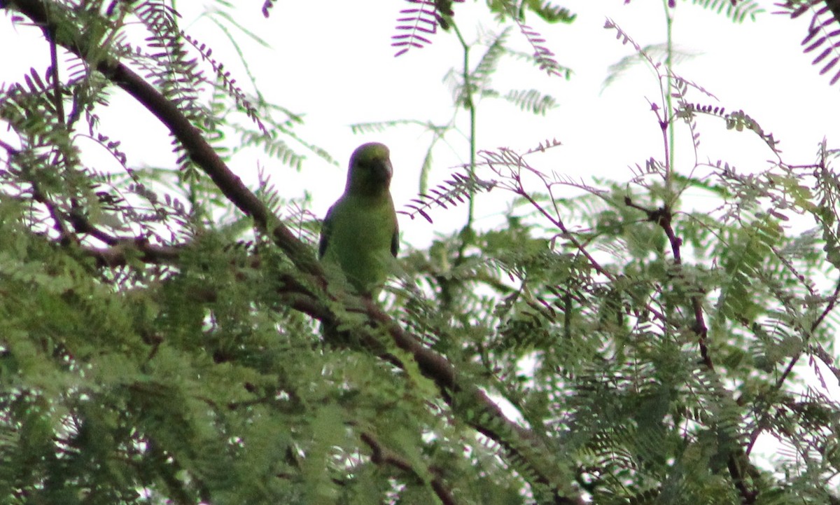 Mexican Parrotlet - Tommy DeBardeleben