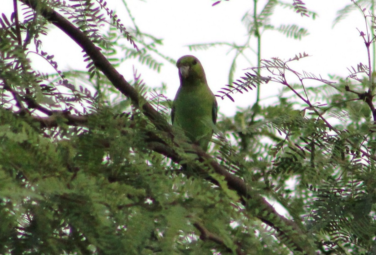 Мексиканский воробьиный попугайчик - ML473472571