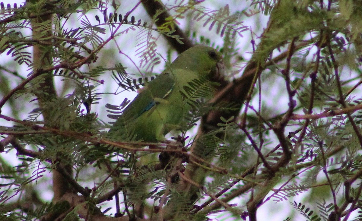 Мексиканский воробьиный попугайчик - ML473472591