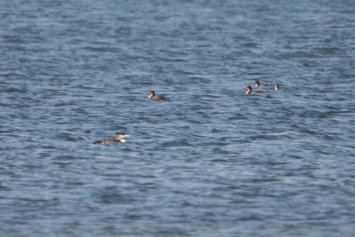 Common Loon - ML47347301