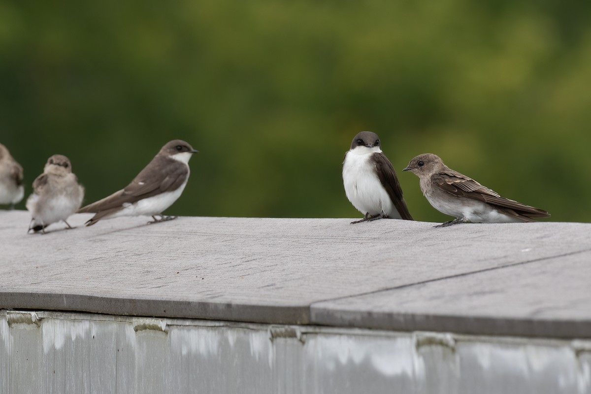 Northern Rough-winged Swallow - ML473473581
