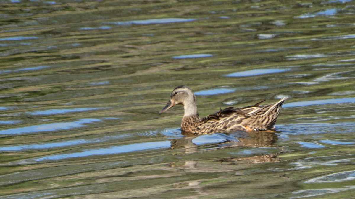 Canard colvert - ML473474711