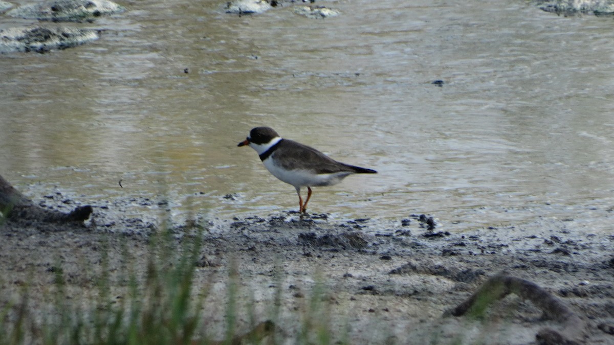 Semipalmated Plover - ML473475411