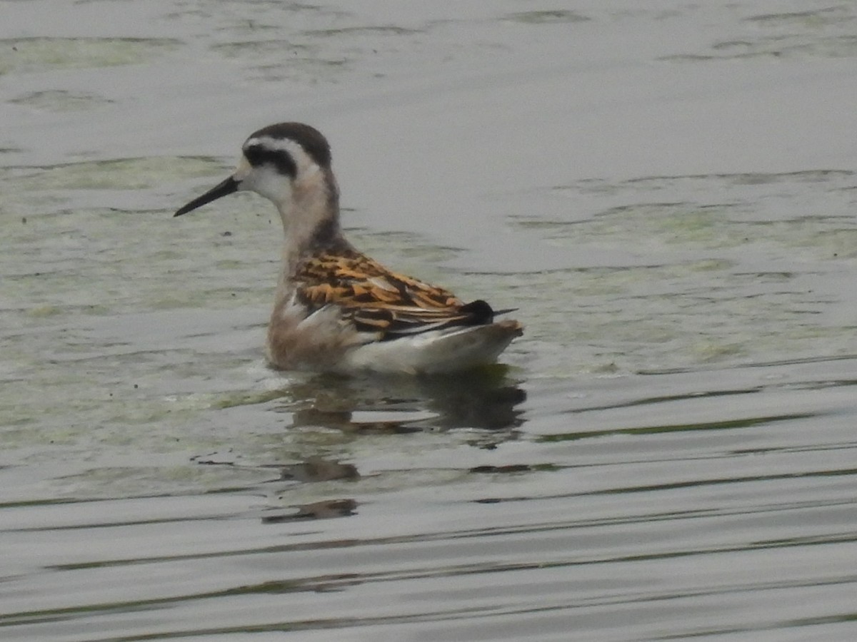 Red-necked Phalarope - ML473475831