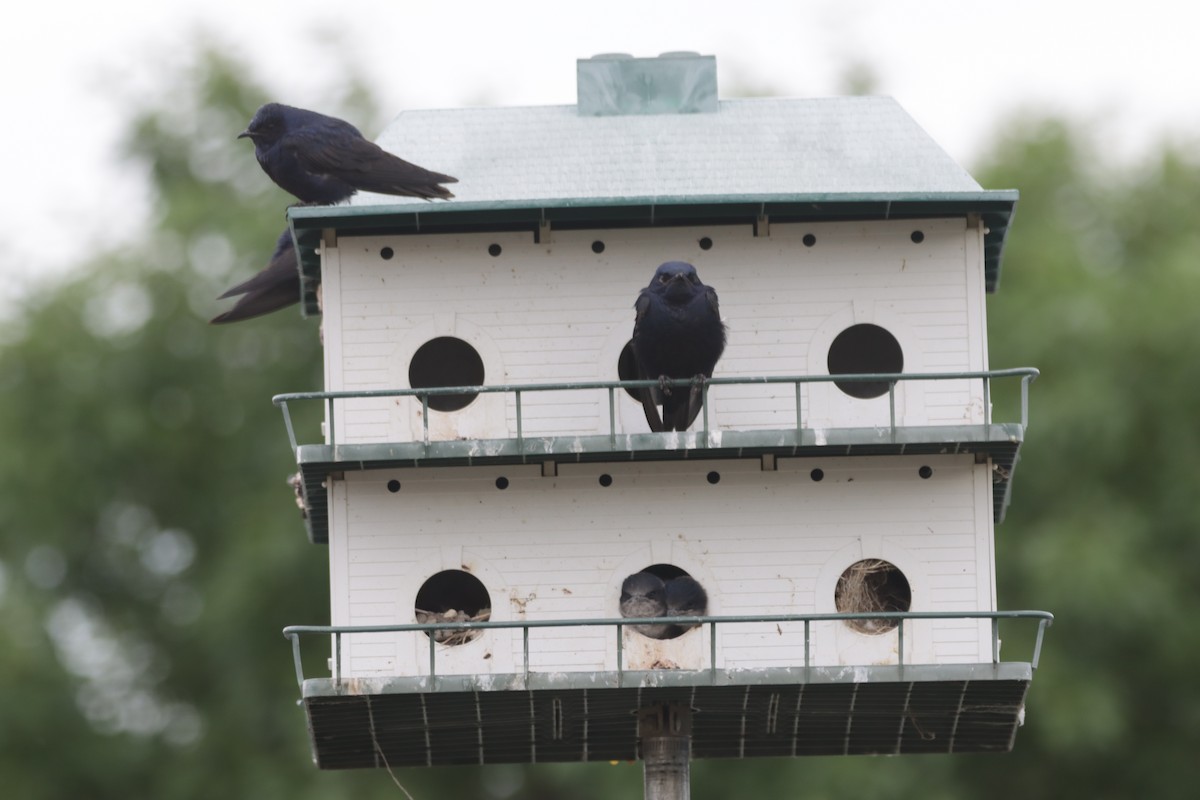 Purple Martin - ML473477071