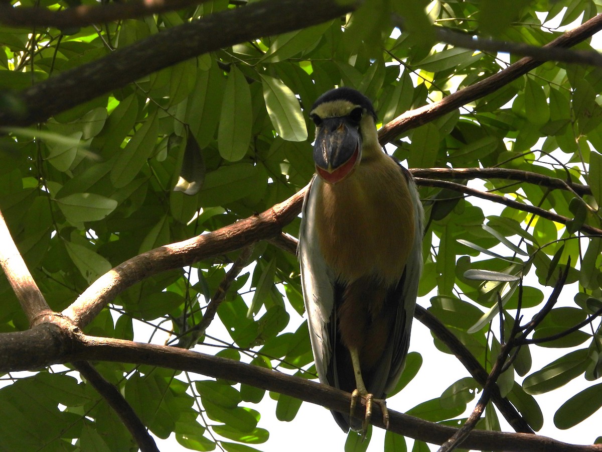 Boat-billed Heron - ML473477181