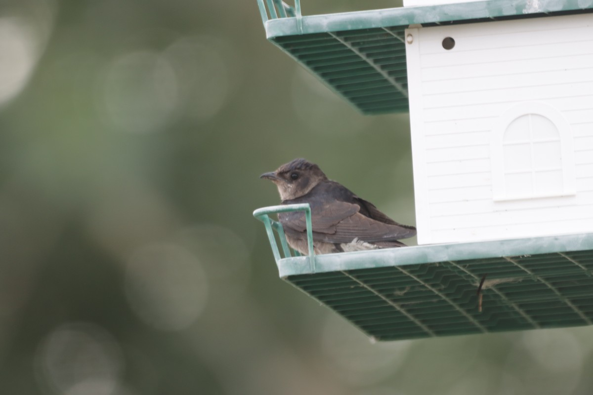 Purple Martin - ML473477221