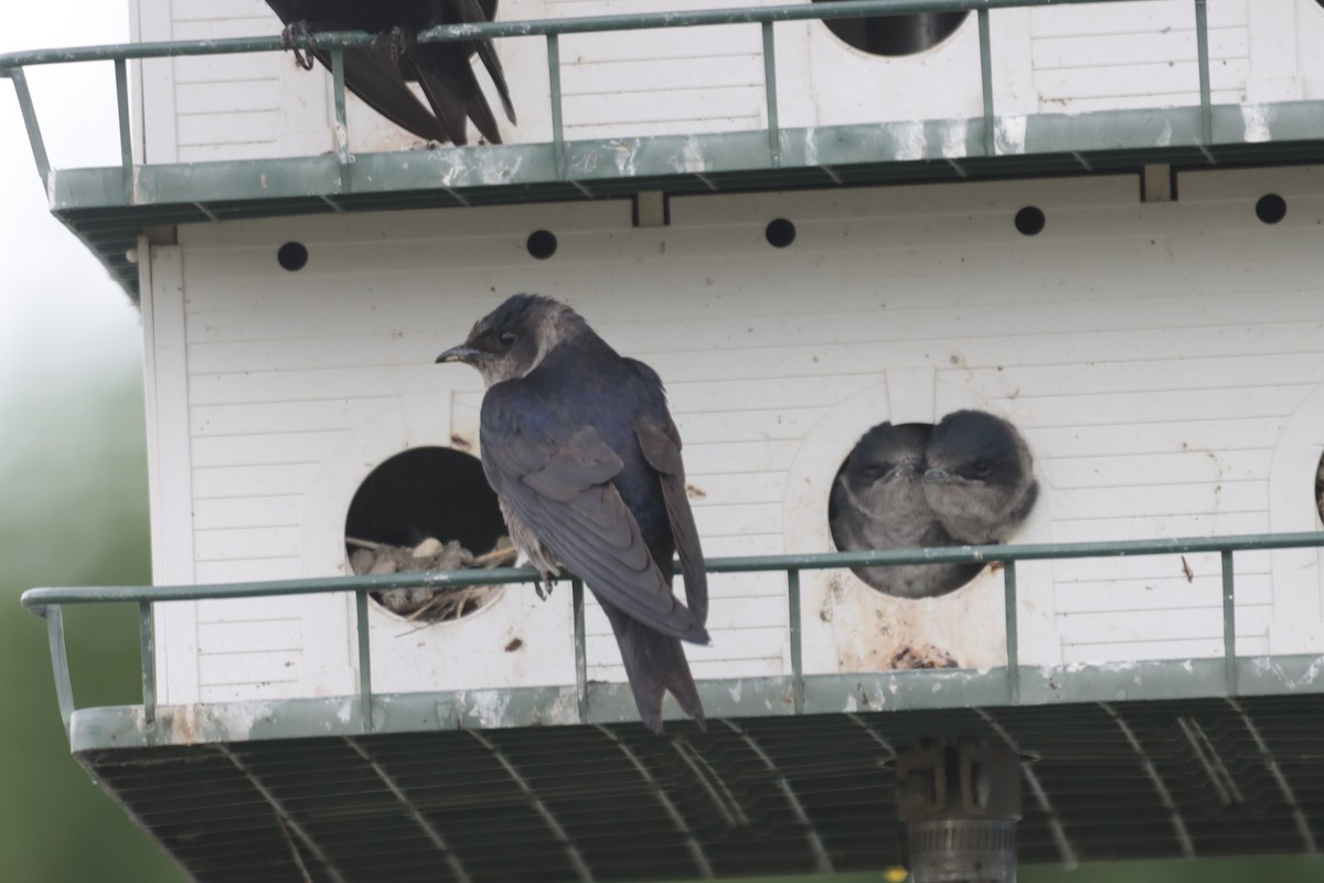 Purple Martin - Braydon Luikart