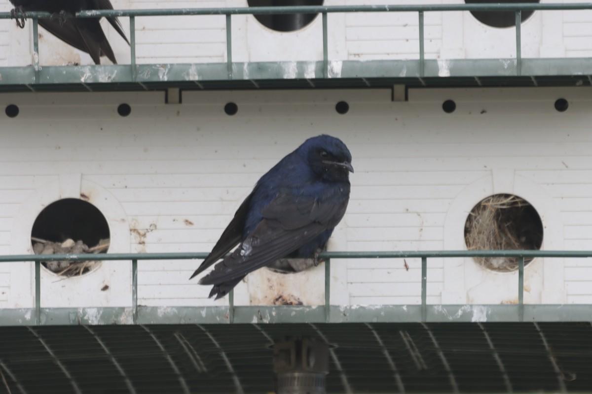 Purple Martin - ML473477411