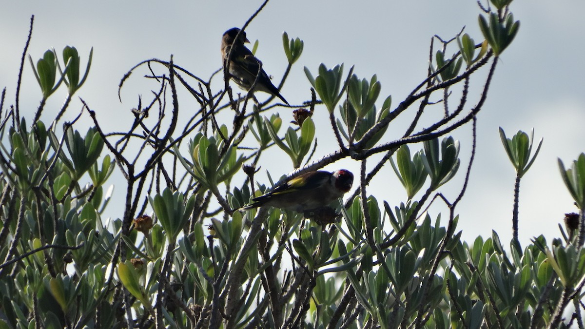 European Goldfinch - ML473477911