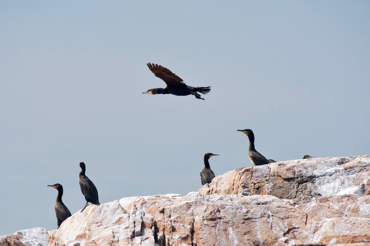 Great Cormorant - ML473479521