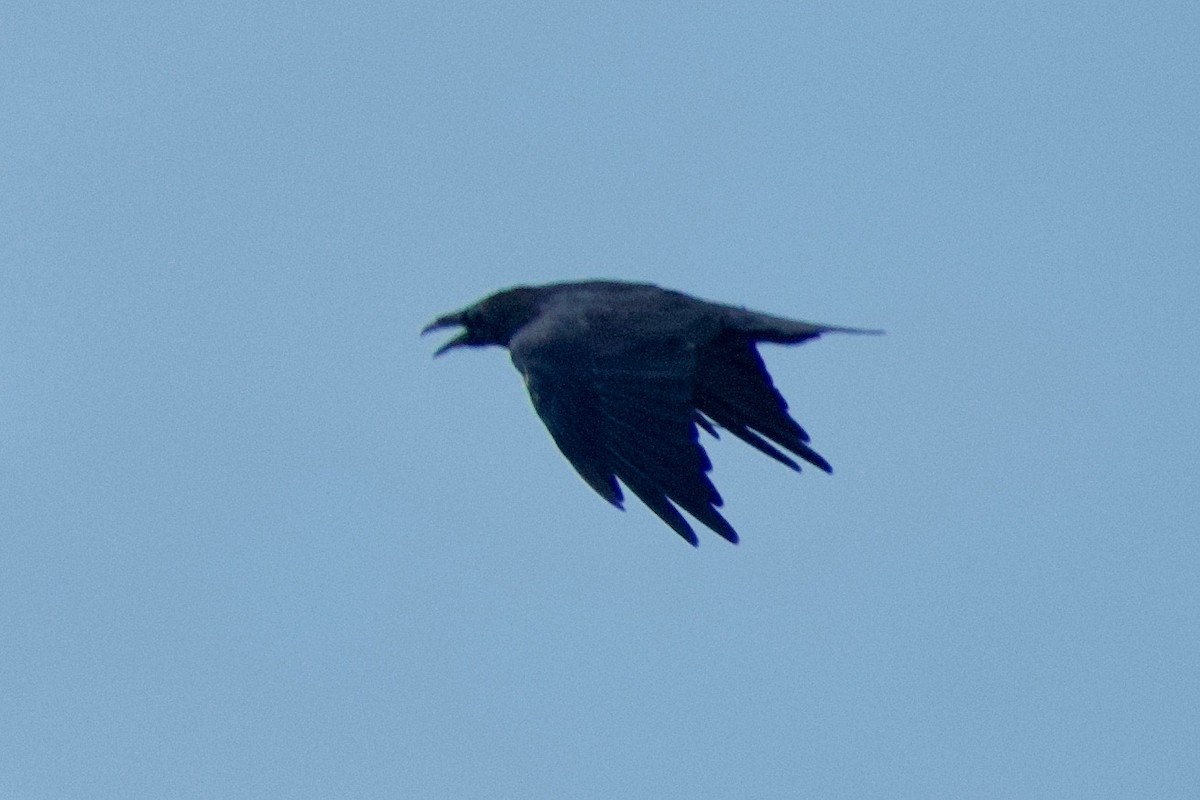 Common Raven - ML473479531