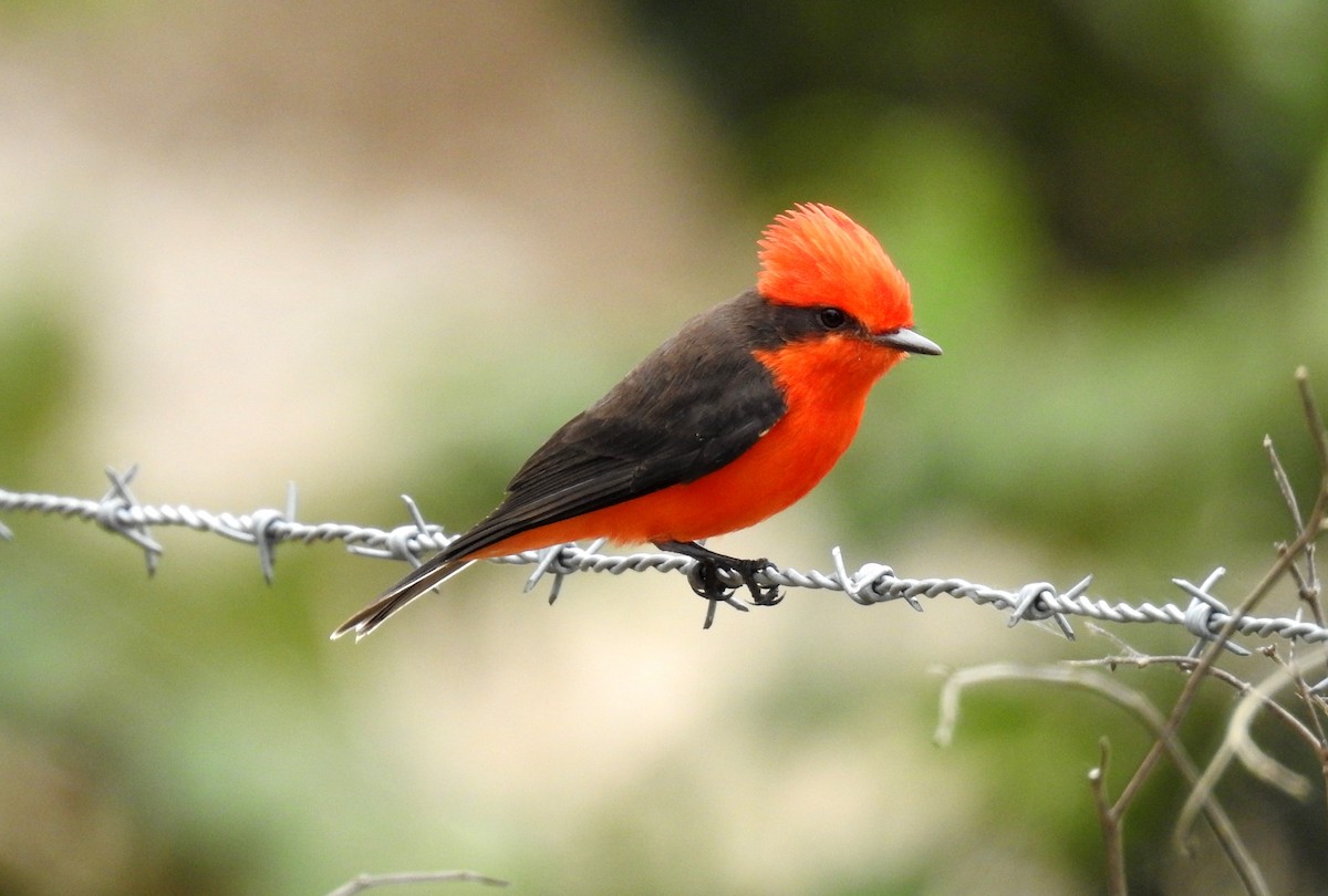 Vermilion Flycatcher - ML473480101