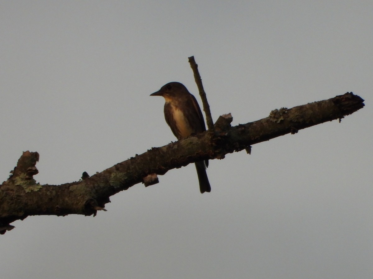 Olive-sided Flycatcher - ML473480291