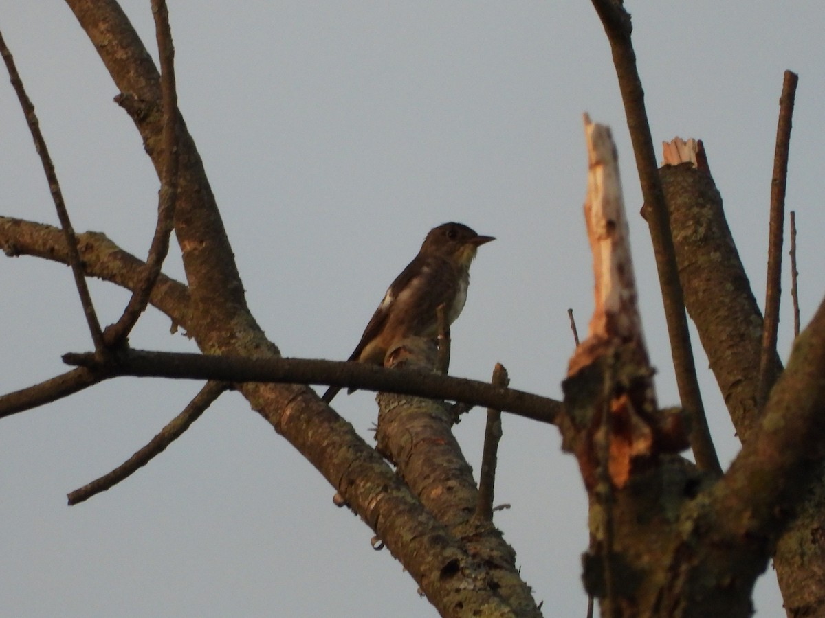 Olive-sided Flycatcher - ML473480391