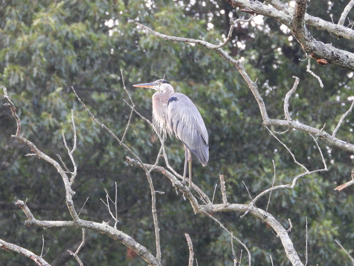 Great Blue Heron - ML473480451