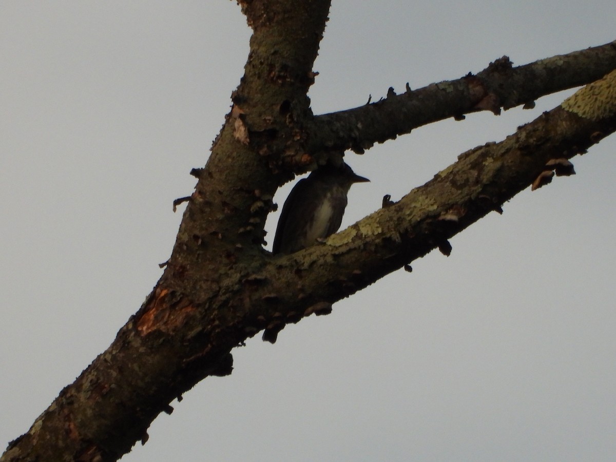 Olive-sided Flycatcher - ML473480521