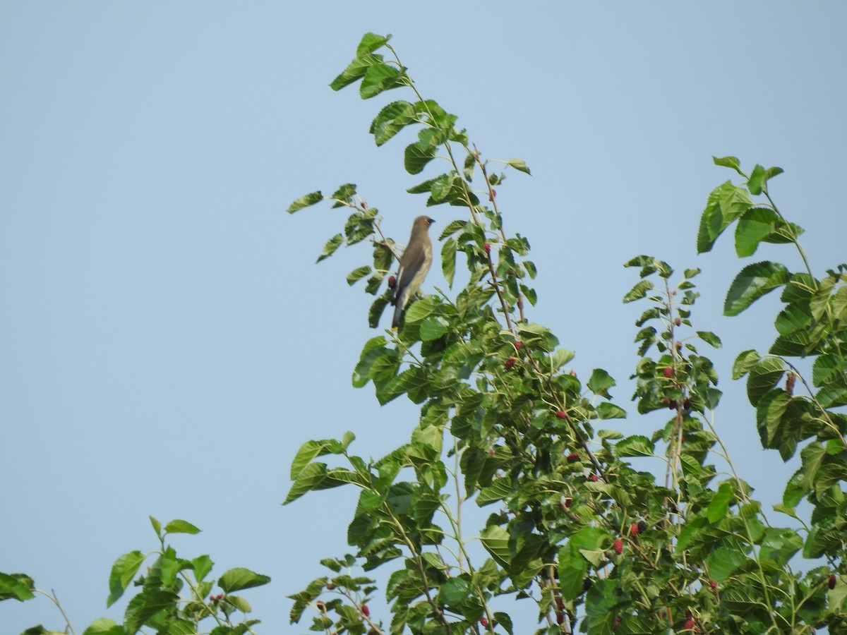 Cedar Waxwing - ML473480871