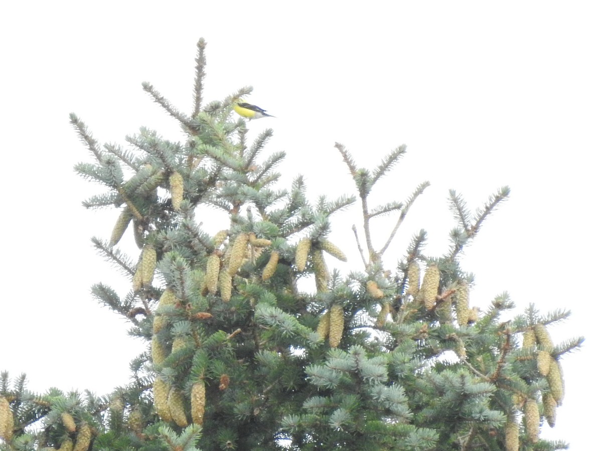 American Goldfinch - ML473481211