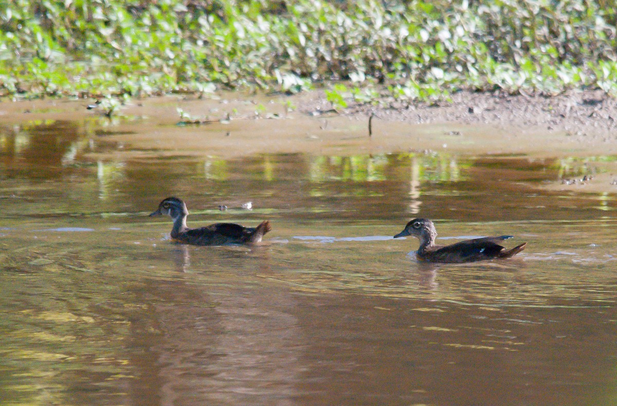 Wood Duck - ML473481371