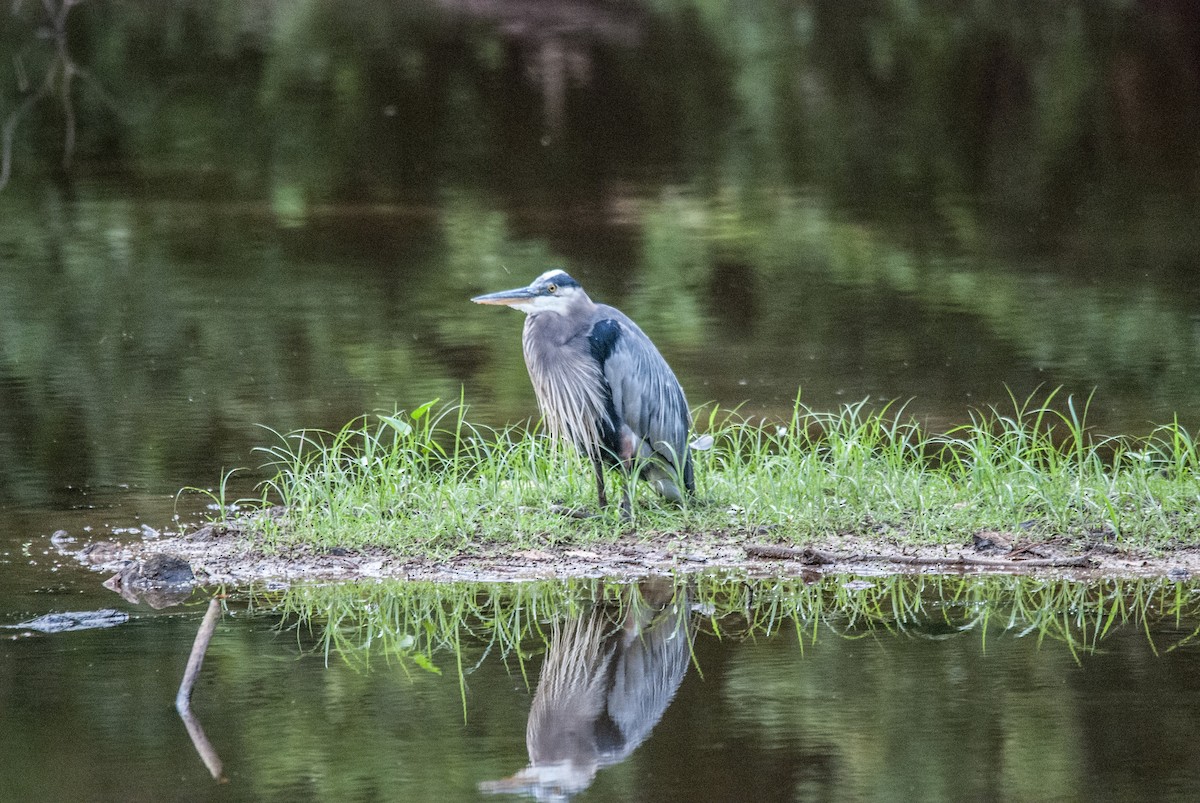 Great Blue Heron - ML473481611
