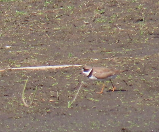 Semipalmated Plover - ML473481741