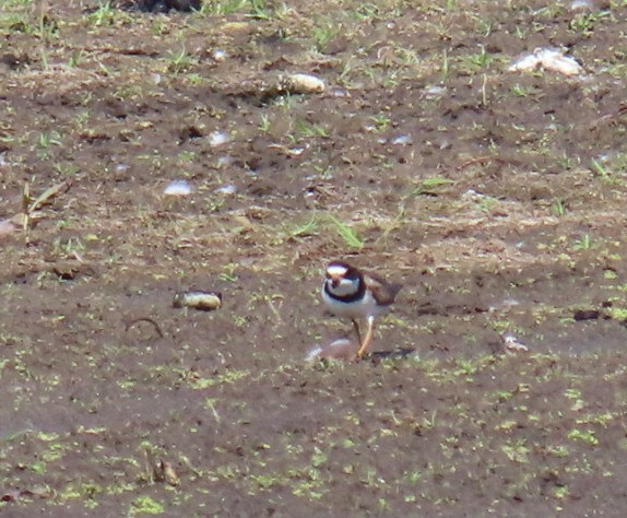 Semipalmated Plover - ML473481751