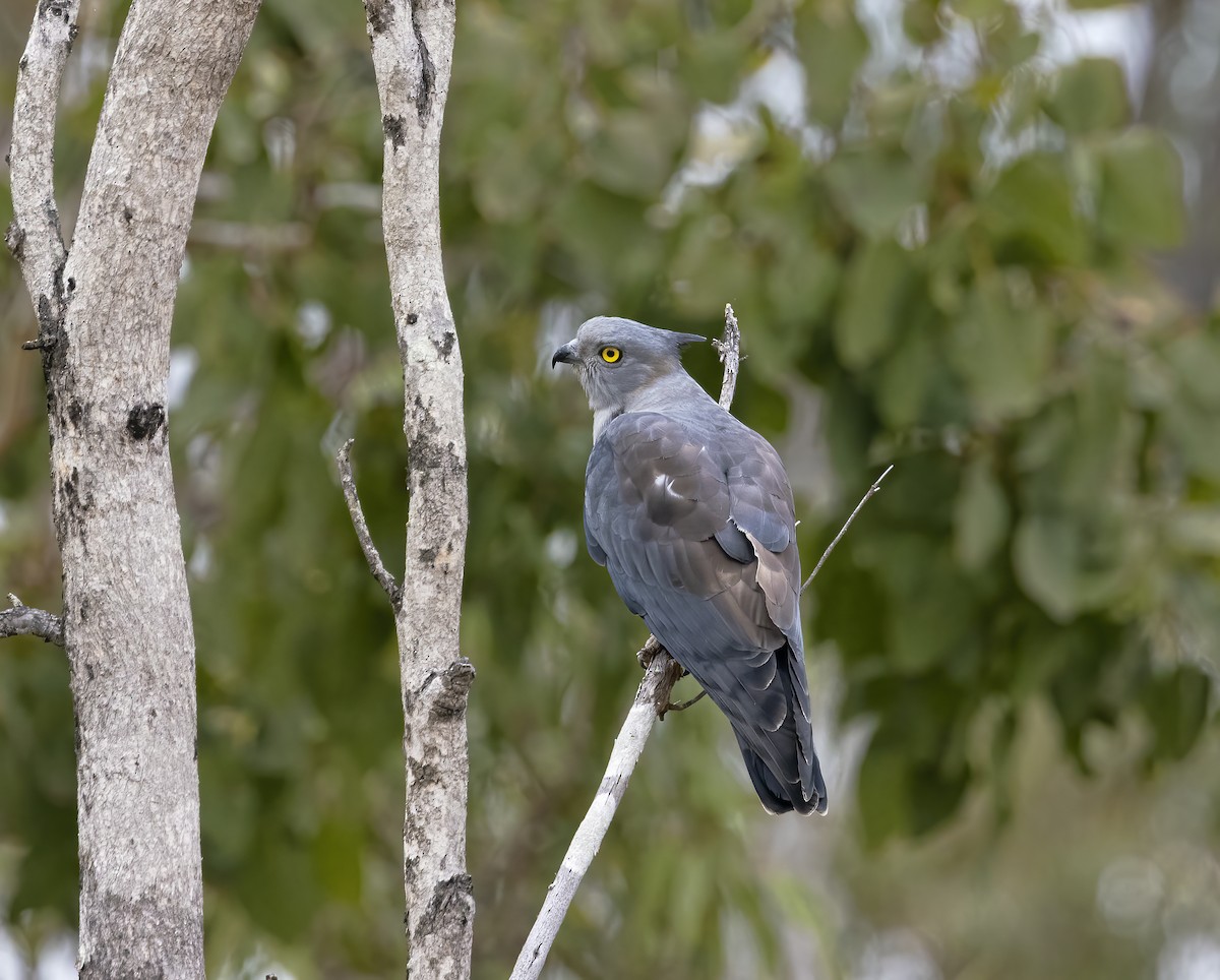 Pacific Baza - ML473482001