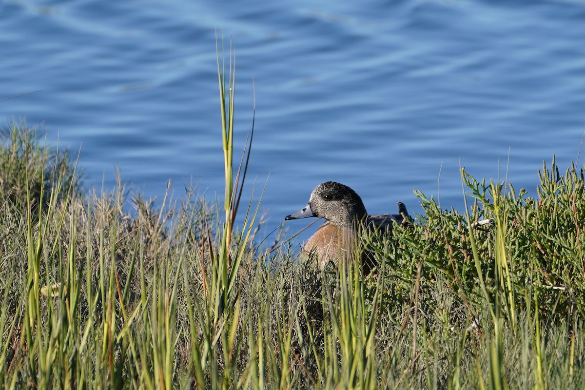 American Wigeon - ML473482061