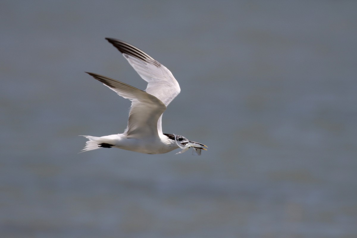 Sandwich Tern - ML473482681