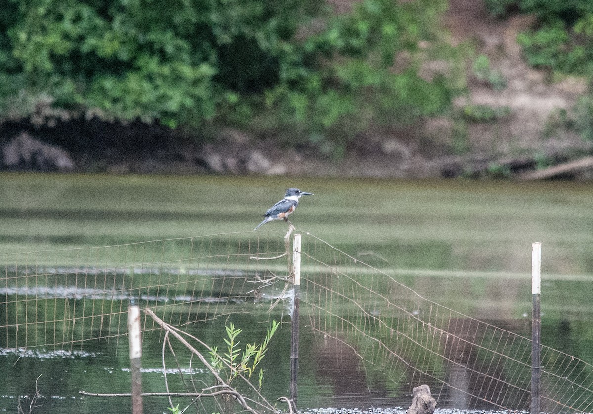Belted Kingfisher - ML473482941