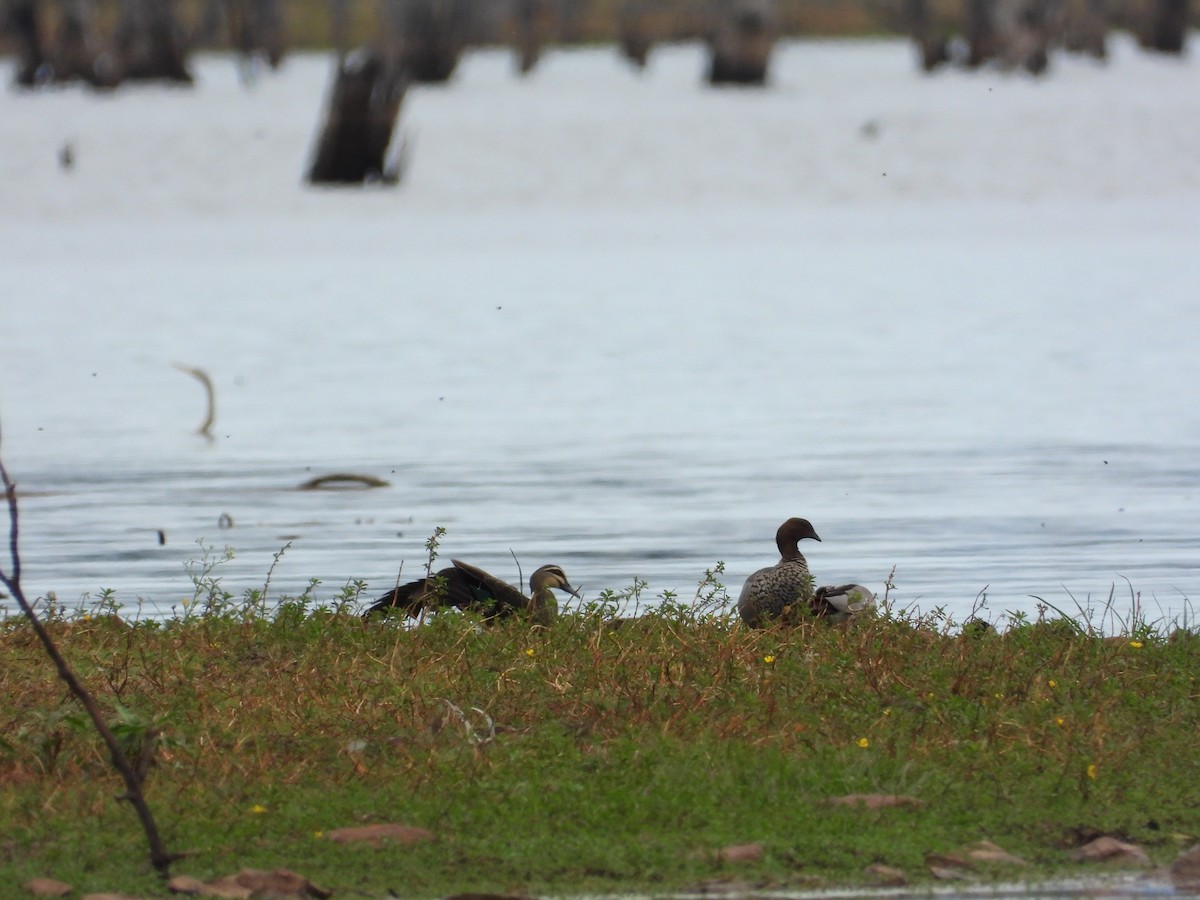 Pacific Black Duck - ML473483161