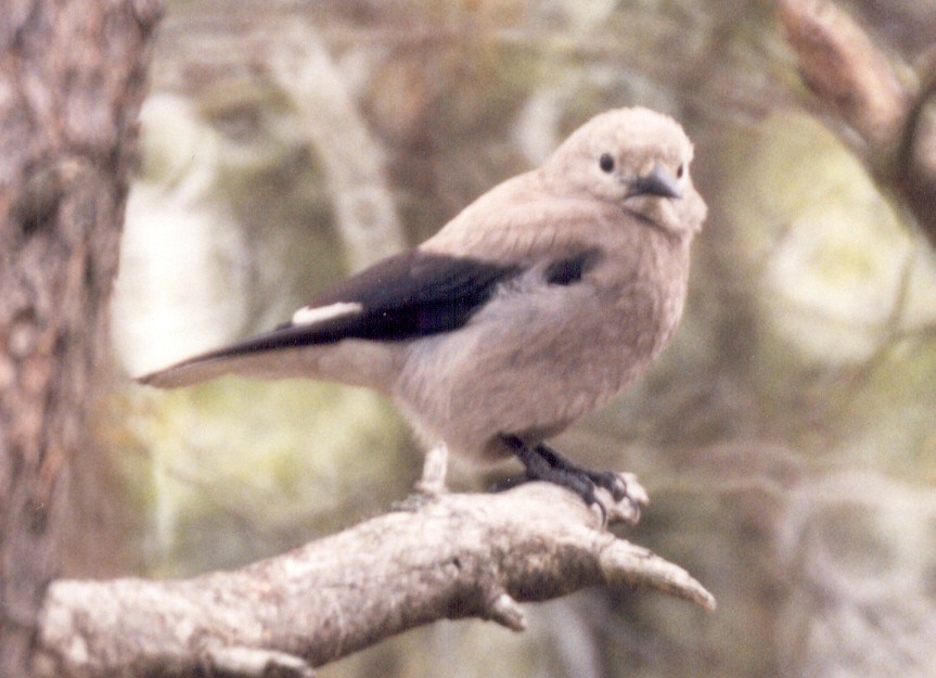 Clark's Nutcracker - Steve McConnell