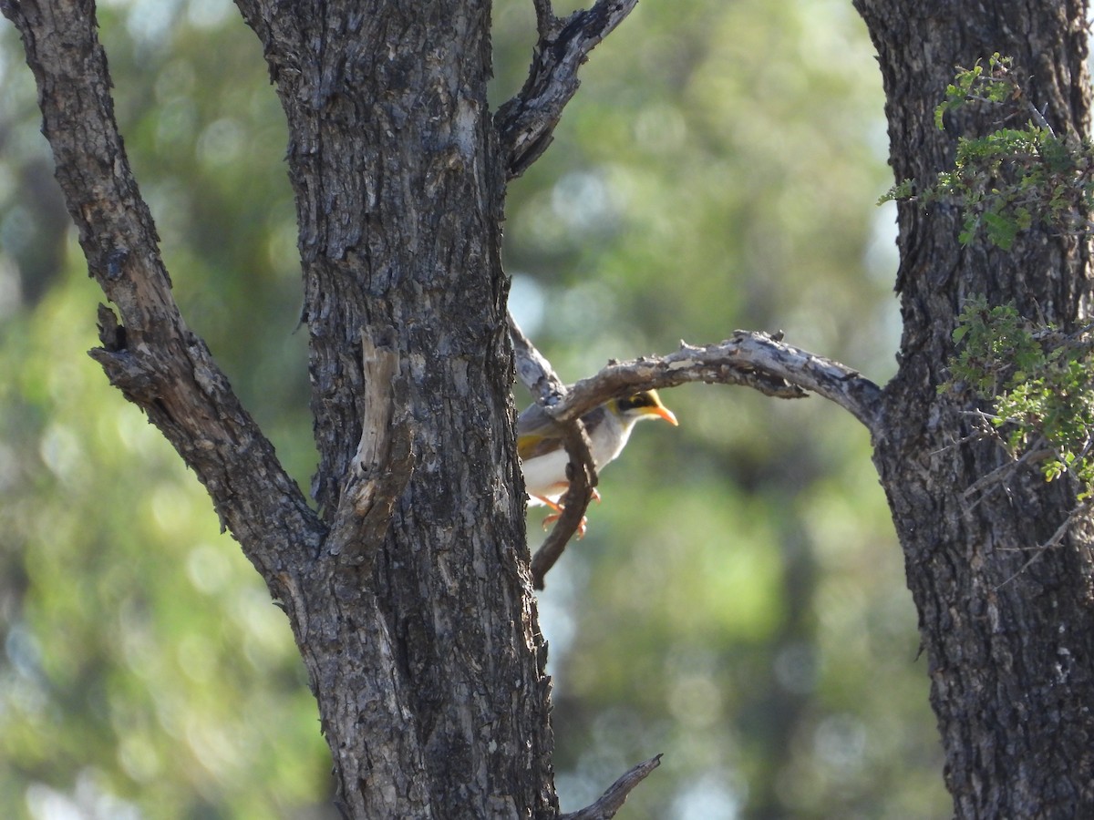 Yellow-throated Miner - ML473484801