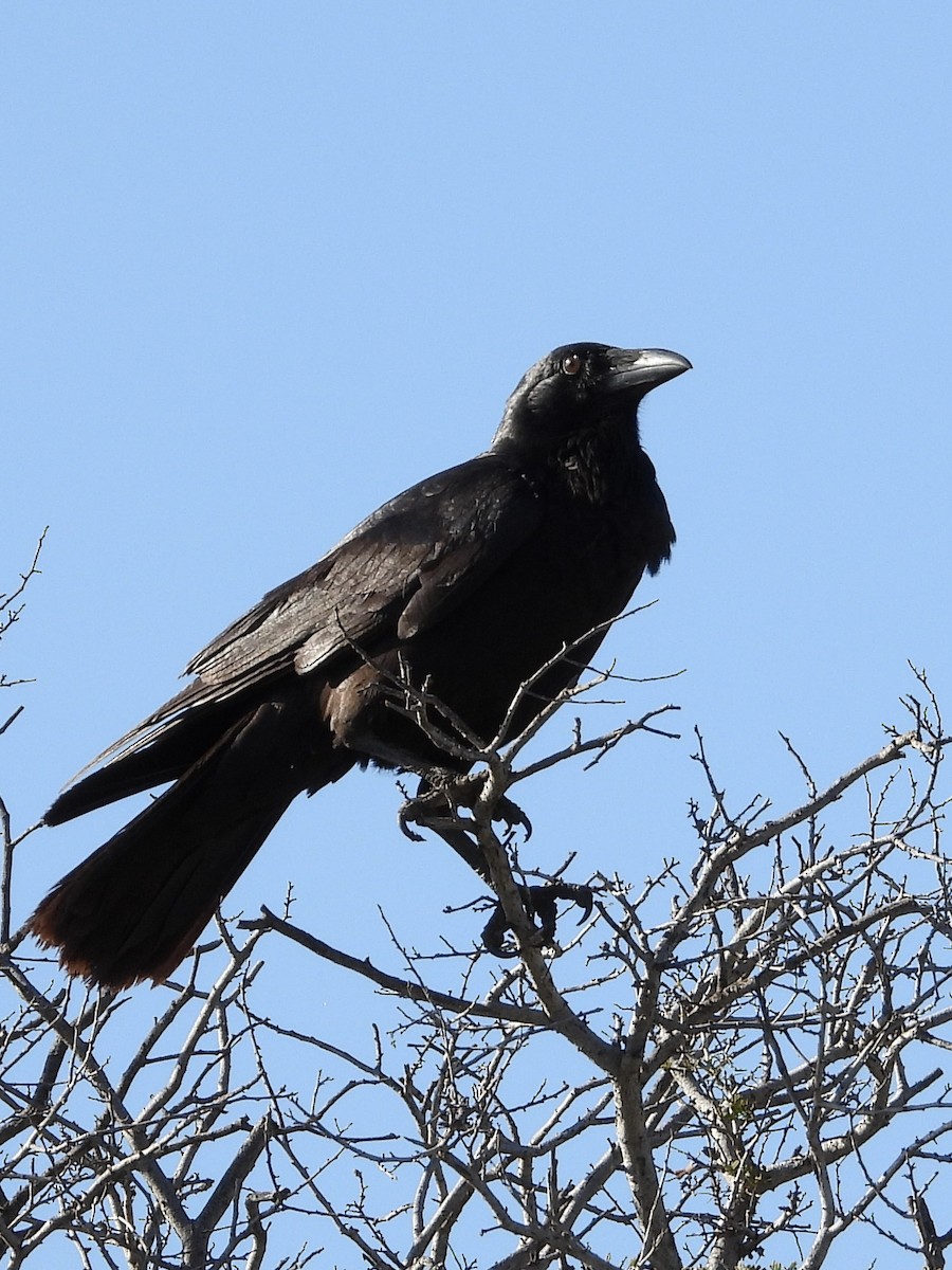 Australian Raven - Cherri and Peter Gordon